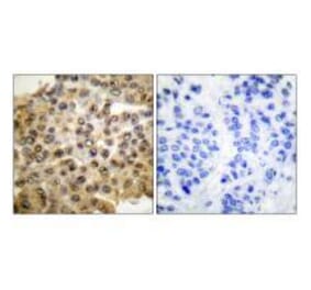 Immunohistochemistry - ERK1/2 Antibody from Signalway Antibody (33367) - Antibodies.com