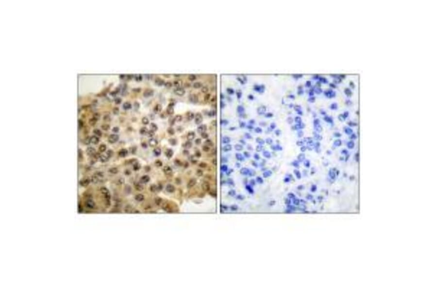 Immunohistochemistry - ERK1/2 Antibody from Signalway Antibody (33367) - Antibodies.com