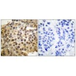 Immunohistochemistry - ERK1/2 Antibody from Signalway Antibody (33367) - Antibodies.com