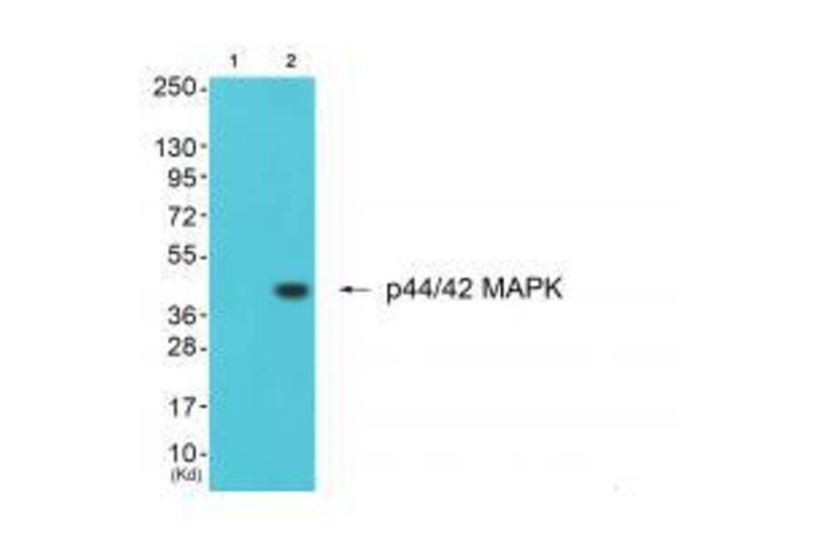 Western blot - ERK1/2 Antibody from Signalway Antibody (33367) - Antibodies.com