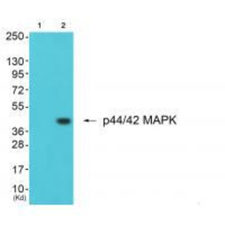 Western blot - ERK1/2 Antibody from Signalway Antibody (33367) - Antibodies.com