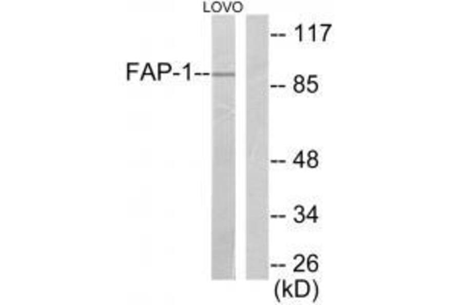Western blot - FAP-1 Antibody from Signalway Antibody (33369) - Antibodies.com