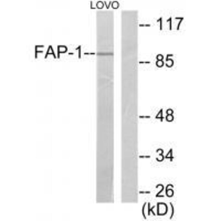 Western blot - FAP-1 Antibody from Signalway Antibody (33369) - Antibodies.com