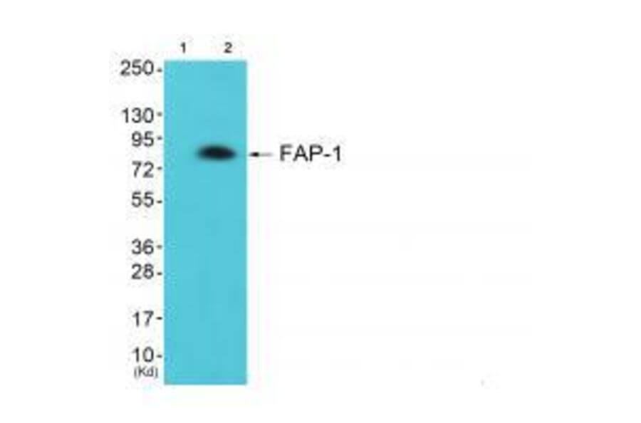 Western blot - FAP-1 Antibody from Signalway Antibody (33369) - Antibodies.com