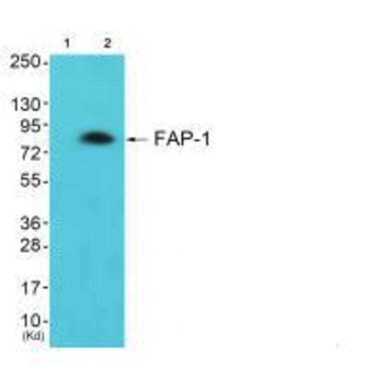 Western blot - FAP-1 Antibody from Signalway Antibody (33369) - Antibodies.com