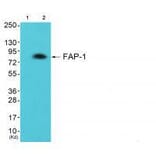Western blot - FAP-1 Antibody from Signalway Antibody (33369) - Antibodies.com