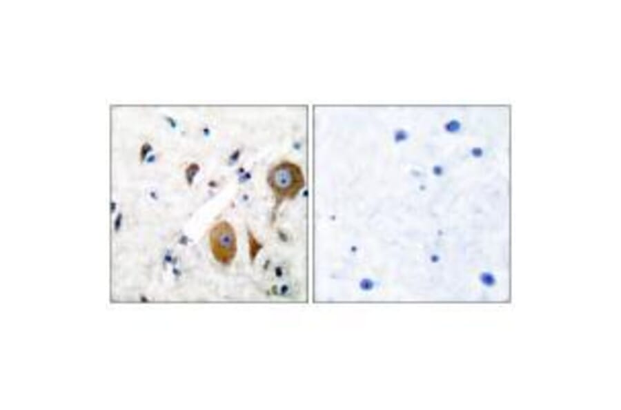 Immunohistochemistry - GluR8 Antibody from Signalway Antibody (33391) - Antibodies.com