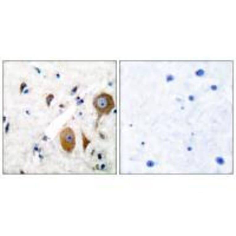 Immunohistochemistry - GluR8 Antibody from Signalway Antibody (33391) - Antibodies.com