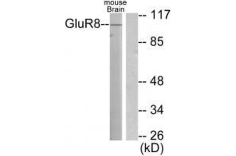 Western blot - GluR8 Antibody from Signalway Antibody (33391) - Antibodies.com