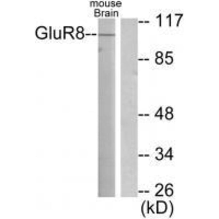 Western blot - GluR8 Antibody from Signalway Antibody (33391) - Antibodies.com