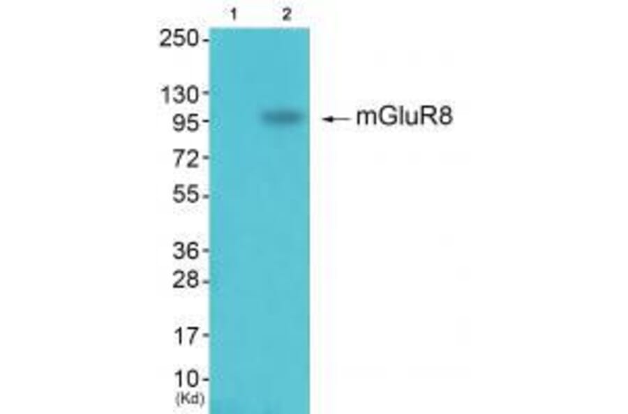 Western blot - GluR8 Antibody from Signalway Antibody (33391) - Antibodies.com