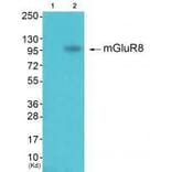 Western blot - GluR8 Antibody from Signalway Antibody (33391) - Antibodies.com