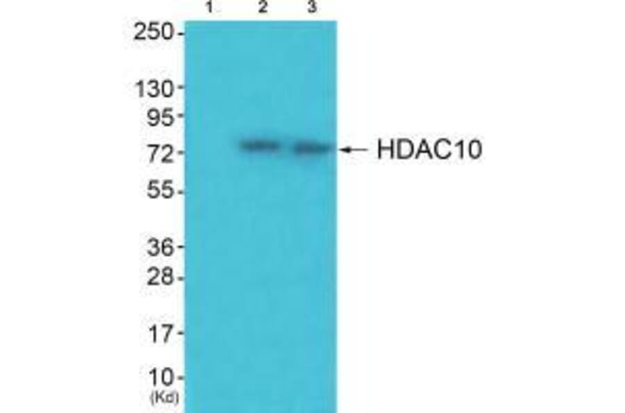 Western blot - HDAC10 Antibody from Signalway Antibody (33399) - Antibodies.com