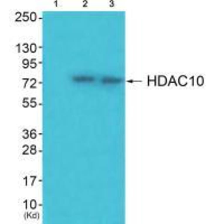 Western blot - HDAC10 Antibody from Signalway Antibody (33399) - Antibodies.com