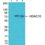 Western blot - HDAC10 Antibody from Signalway Antibody (33399) - Antibodies.com