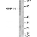 Western blot - MMP-14 Antibody from Signalway Antibody (33437) - Antibodies.com