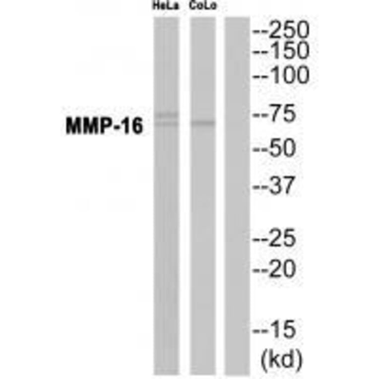 Western blot - MMP-16 Antibody from Signalway Antibody (33439) - Antibodies.com