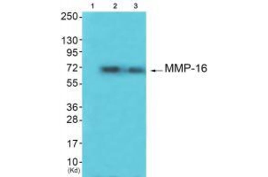Western blot - MMP-16 Antibody from Signalway Antibody (33439) - Antibodies.com
