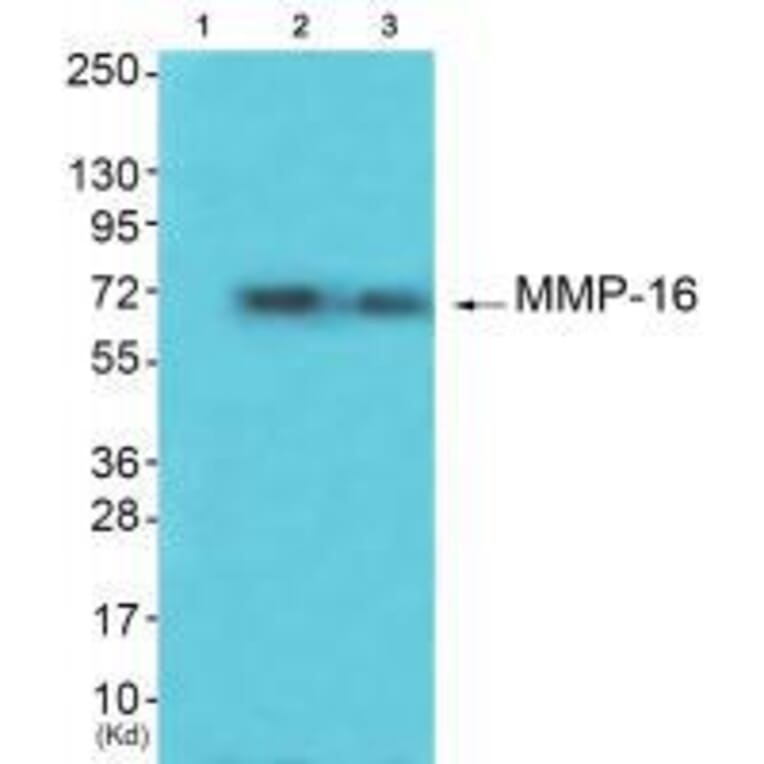Western blot - MMP-16 Antibody from Signalway Antibody (33439) - Antibodies.com