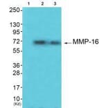 Western blot - MMP-16 Antibody from Signalway Antibody (33439) - Antibodies.com