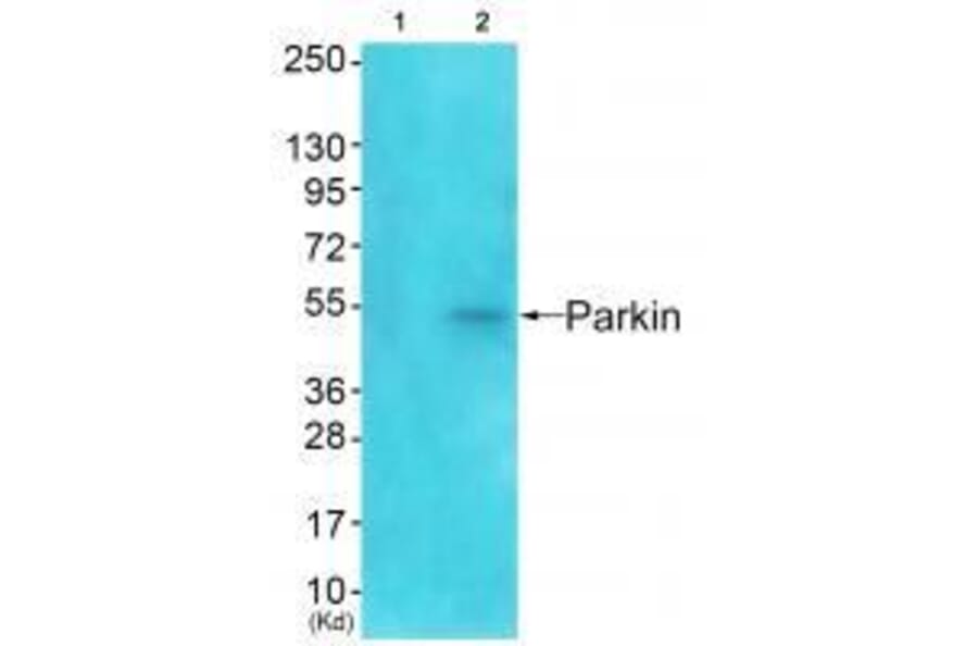 Western blot - Parkin Antibody from Signalway Antibody (33464) - Antibodies.com
