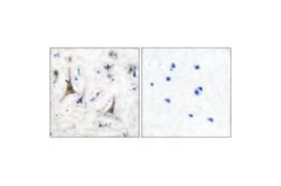 Immunohistochemistry - PGP9.5 Antibody from Signalway Antibody (33472) - Antibodies.com