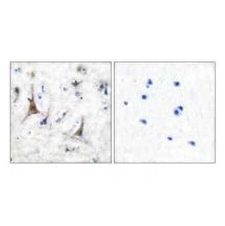 Immunohistochemistry - PGP9.5 Antibody from Signalway Antibody (33472) - Antibodies.com