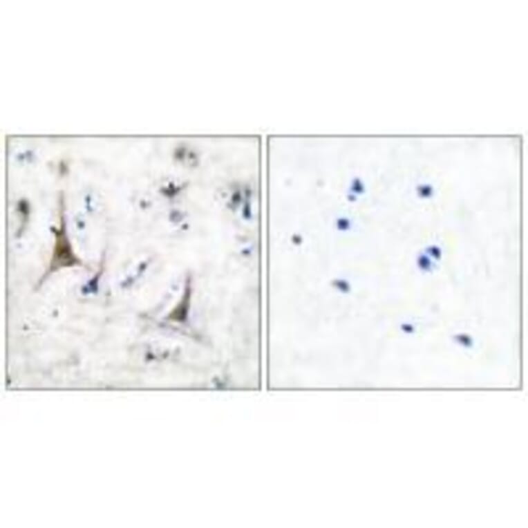 Immunohistochemistry - PGP9.5 Antibody from Signalway Antibody (33472) - Antibodies.com