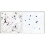 Immunohistochemistry - PGP9.5 Antibody from Signalway Antibody (33472) - Antibodies.com
