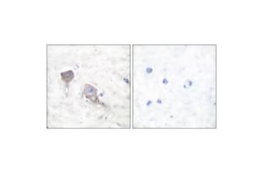 Immunohistochemistry - SNAP25 Antibody from Signalway Antibody (33487) - Antibodies.com