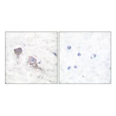 Immunohistochemistry - SNAP25 Antibody from Signalway Antibody (33487) - Antibodies.com