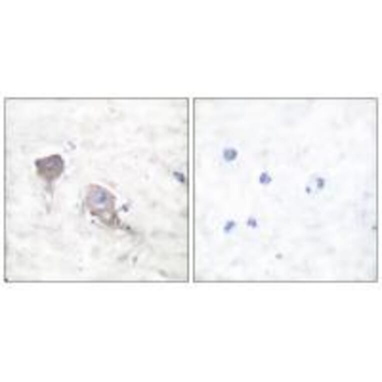 Immunohistochemistry - SNAP25 Antibody from Signalway Antibody (33487) - Antibodies.com