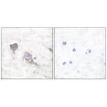 Immunohistochemistry - SNAP25 Antibody from Signalway Antibody (33487) - Antibodies.com