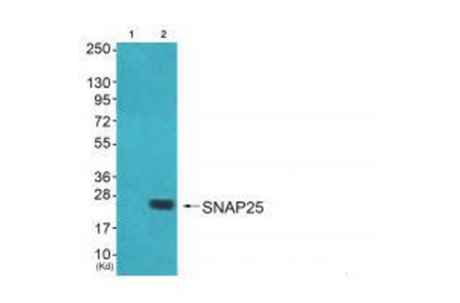 Western blot - SNAP25 Antibody from Signalway Antibody (33487) - Antibodies.com