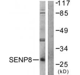 Western blot - SENP8 Antibody from Signalway Antibody (33524) - Antibodies.com