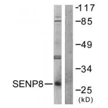 Western blot - SENP8 Antibody from Signalway Antibody (33524) - Antibodies.com