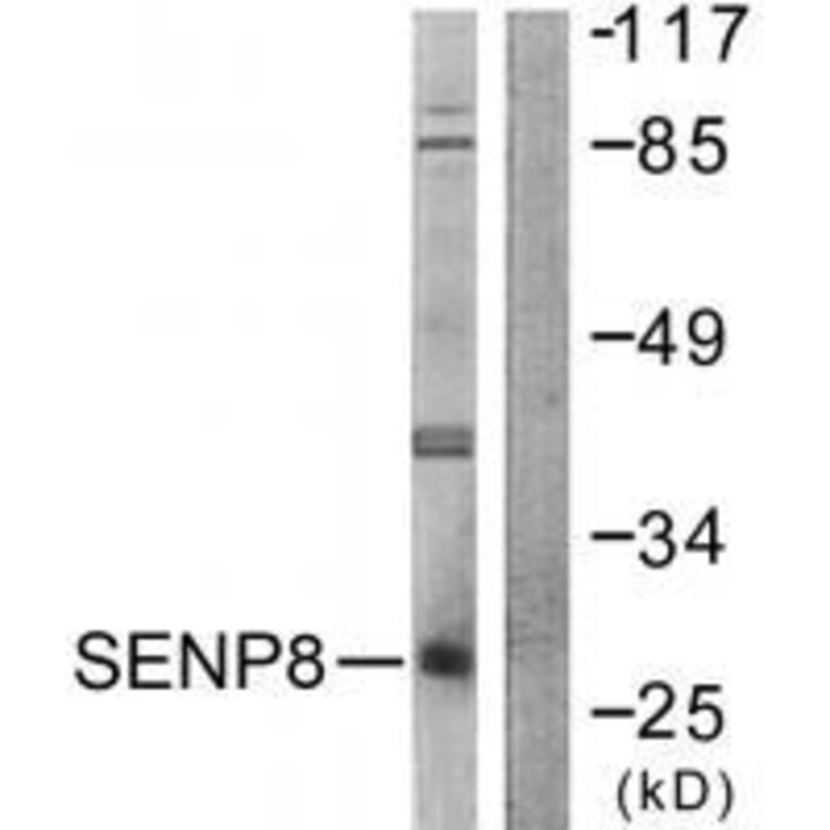 Western blot - SENP8 Antibody from Signalway Antibody (33524) - Antibodies.com