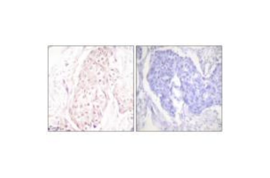 Immunohistochemistry - SENP8 Antibody from Signalway Antibody (33524) - Antibodies.com