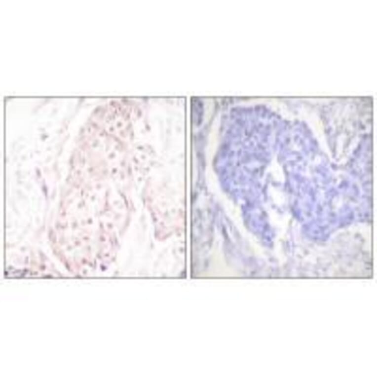 Immunohistochemistry - SENP8 Antibody from Signalway Antibody (33524) - Antibodies.com