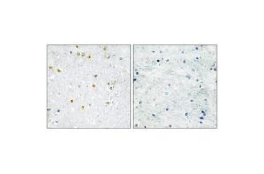 Immunohistochemistry - TRIM24 Antibody from Signalway Antibody (33576) - Antibodies.com