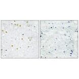 Immunohistochemistry - TRIM24 Antibody from Signalway Antibody (33576) - Antibodies.com