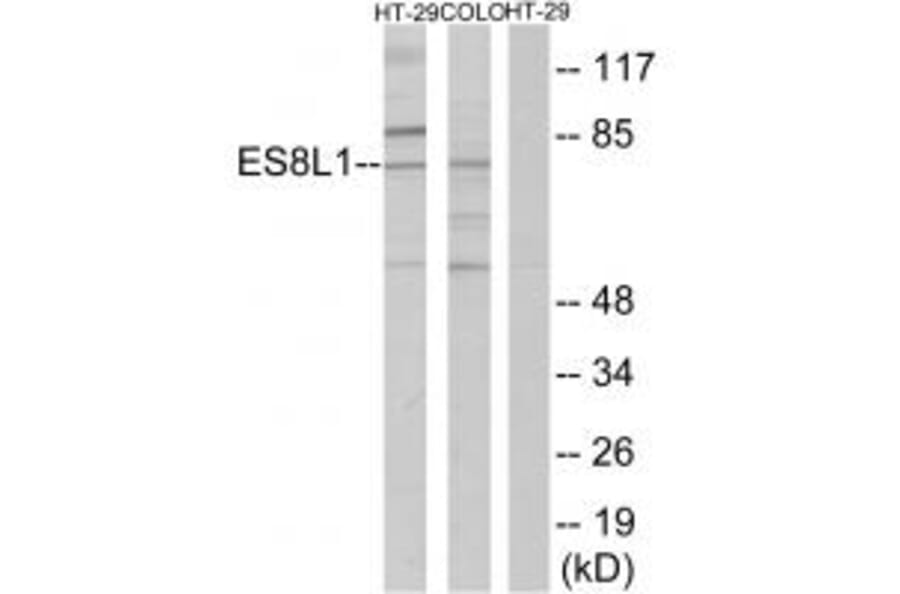 Western blot - ES8L1 Antibody from Signalway Antibody (33991) - Antibodies.com