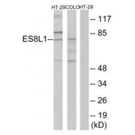 Western blot - ES8L1 Antibody from Signalway Antibody (33991) - Antibodies.com