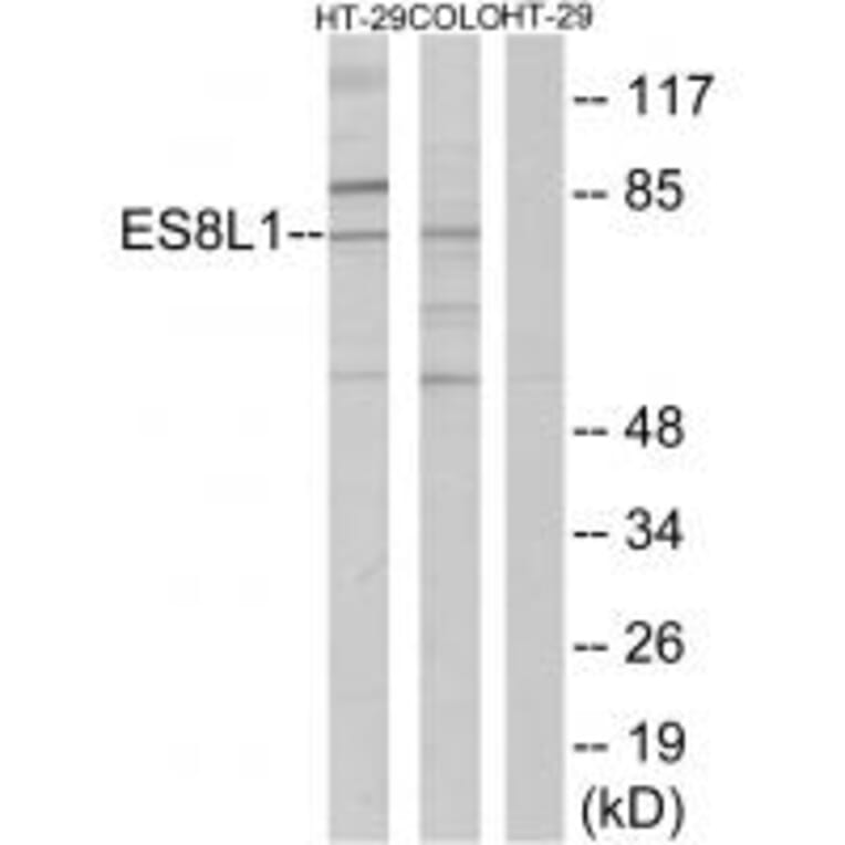 Western blot - ES8L1 Antibody from Signalway Antibody (33991) - Antibodies.com