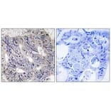 Immunohistochemistry - ES8L1 Antibody from Signalway Antibody (33991) - Antibodies.com