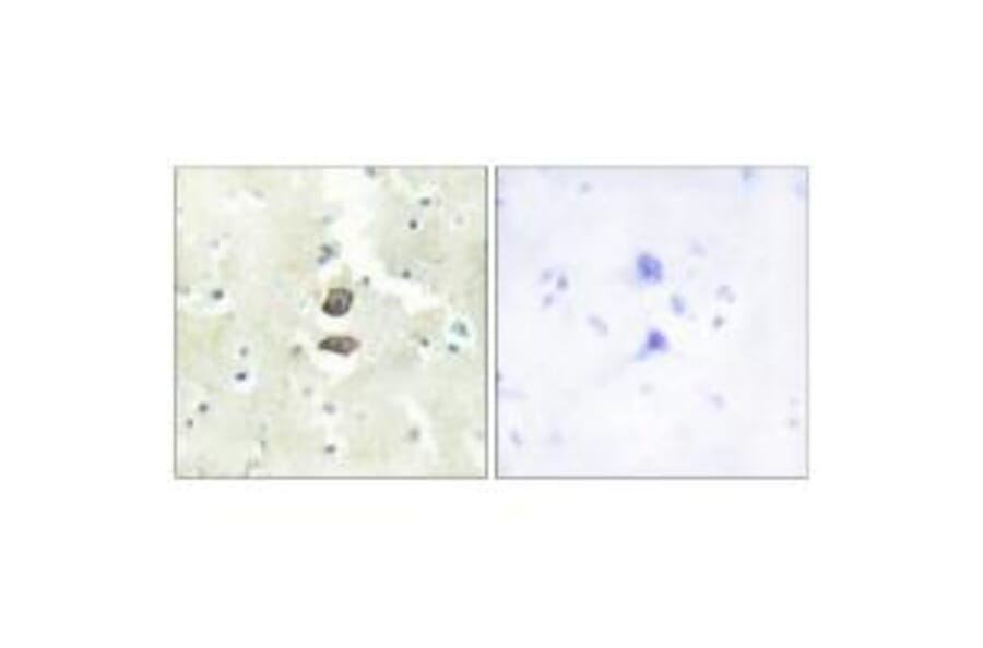 Immunohistochemistry - BRI3B Antibody from Signalway Antibody (34000) - Antibodies.com