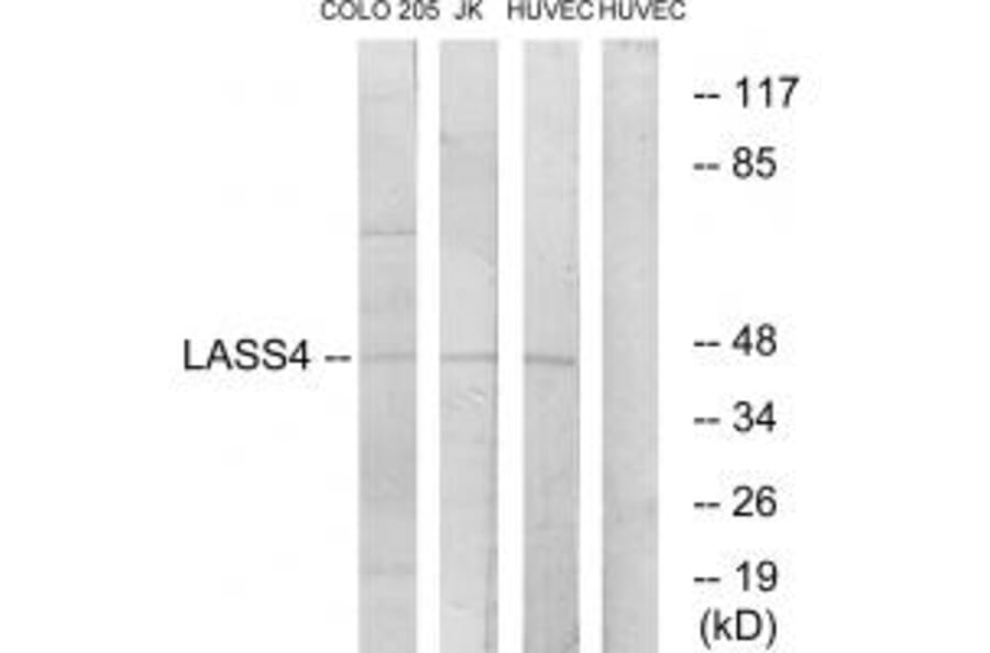 Western blot - LASS4 Antibody from Signalway Antibody (34069) - Antibodies.com