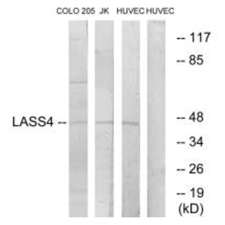 Western blot - LASS4 Antibody from Signalway Antibody (34069) - Antibodies.com