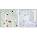 Immunohistochemistry - LASS4 Antibody from Signalway Antibody (34069) - Antibodies.com