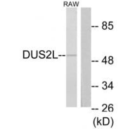 Western blot - DUS2L Antibody from Signalway Antibody (34081) - Antibodies.com